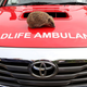 Illustration for article titled Tiggywinkles To The Rescue With New Hilux Ambulance